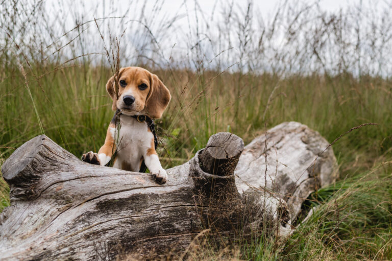 Beagle hond Goa